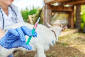 What Diseases Can I Catch From My Goat?